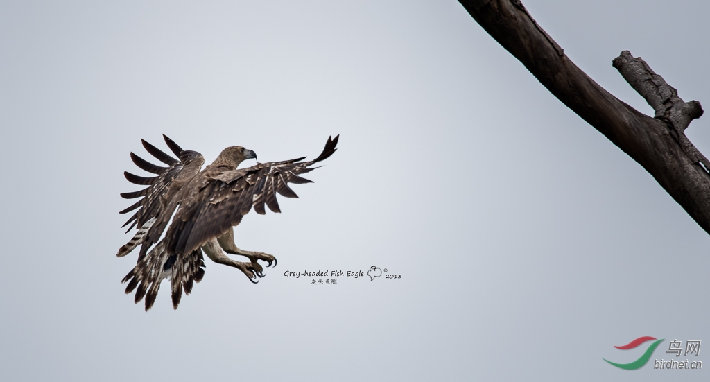 早锻炼的意外收获一根鹰羽的故事