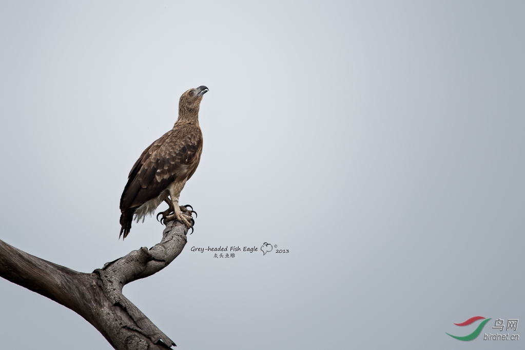 早锻炼的意外收获一根鹰羽的故事