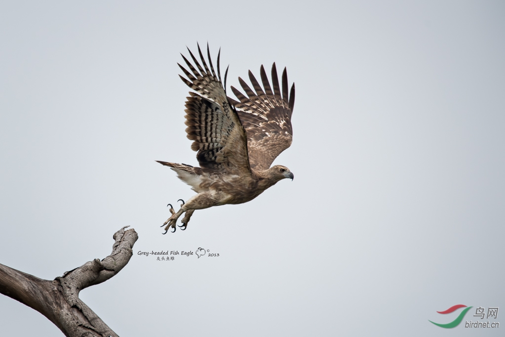 早锻炼的意外收获一根鹰羽的故事