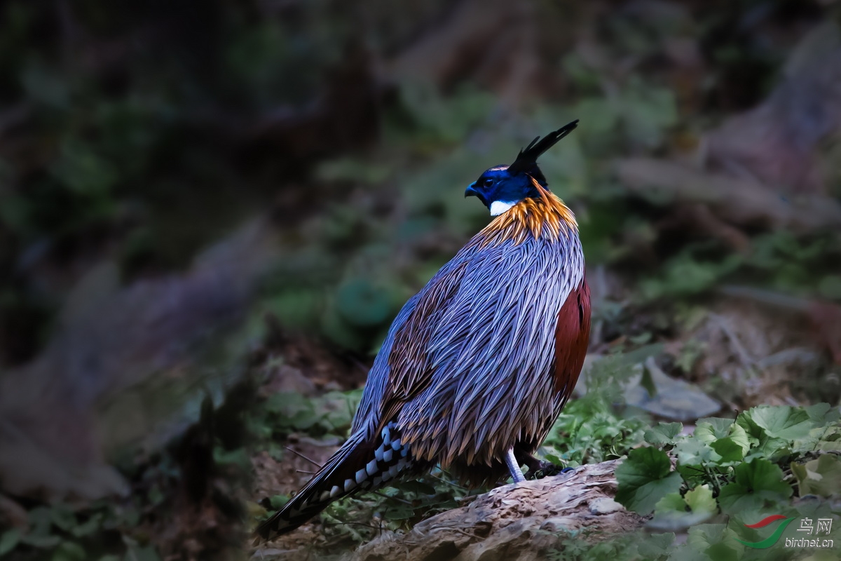 天桂山勺鸡