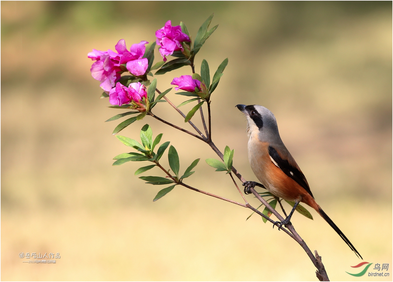 百花齐放百鸟争鸣