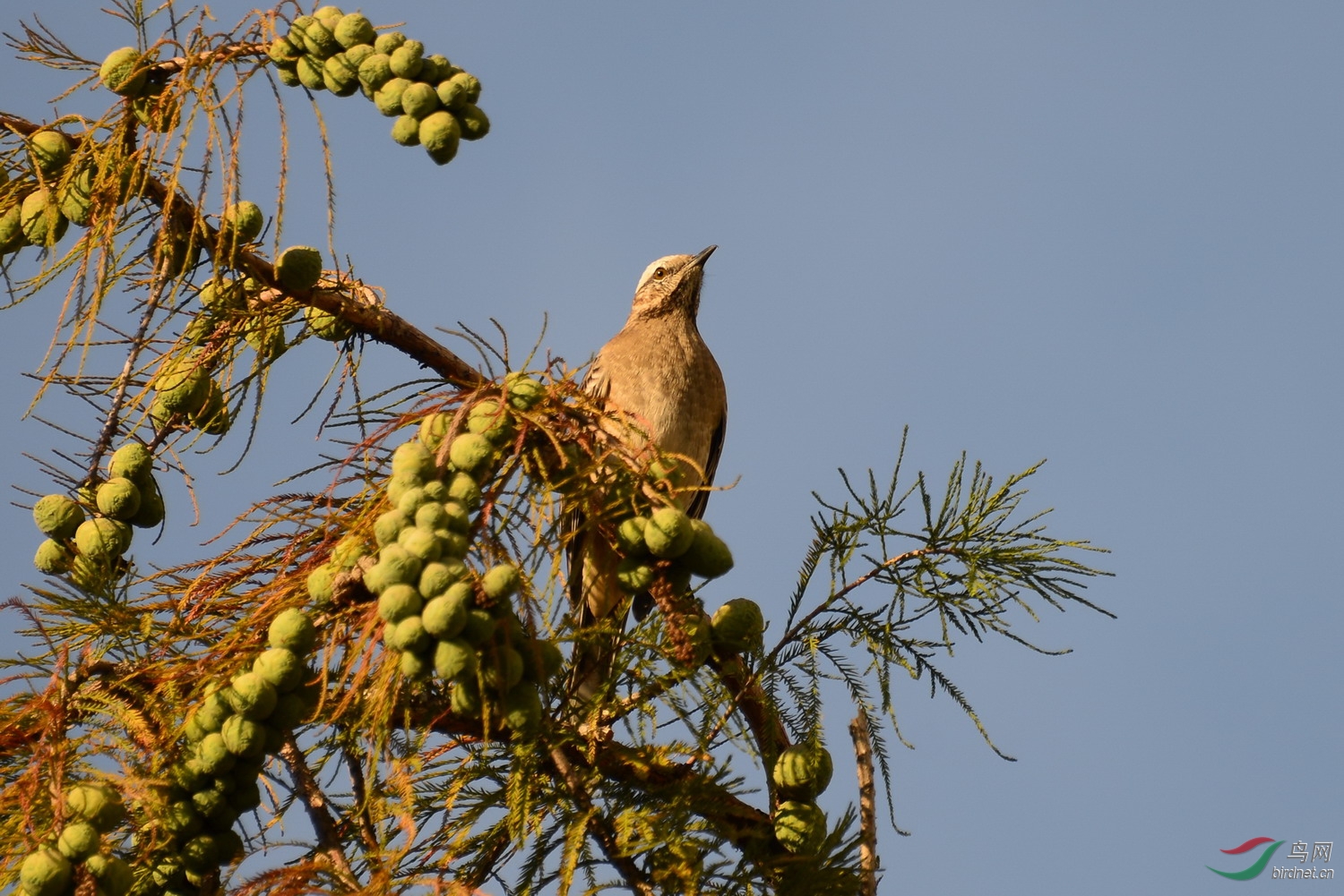 智利拍鸟-智利小嘲鸫