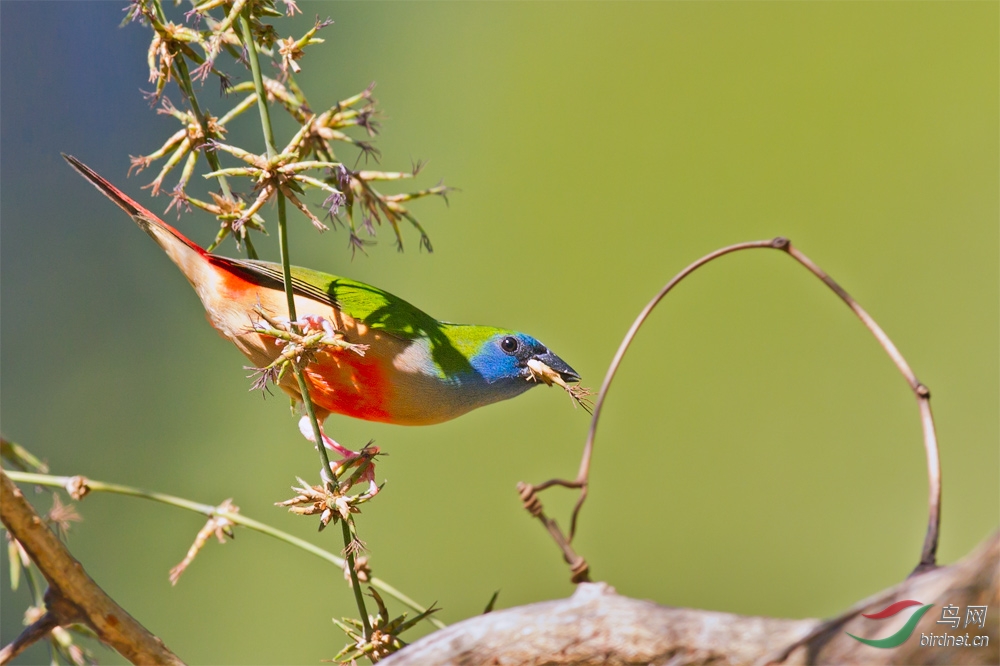 (长尾鹦雀)长尾鹦雀
