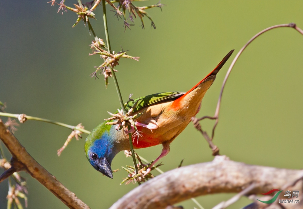 (长尾鹦雀)长尾鹦雀
