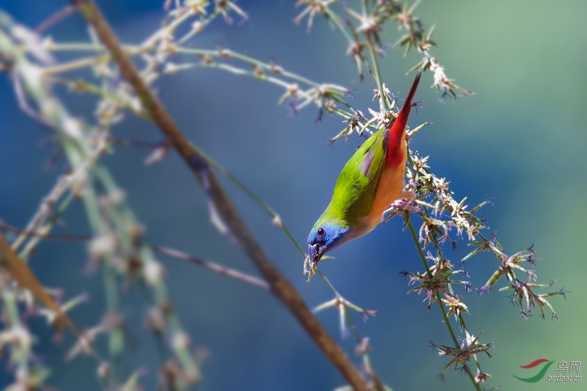 长尾鹦雀长尾鹦雀