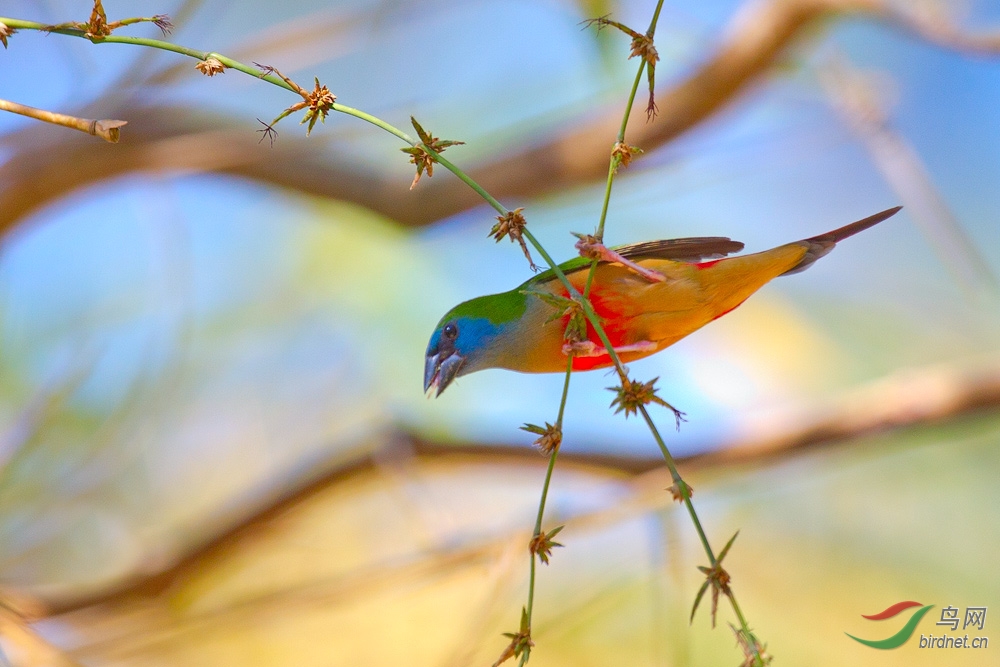 长尾鹦雀长尾鹦雀