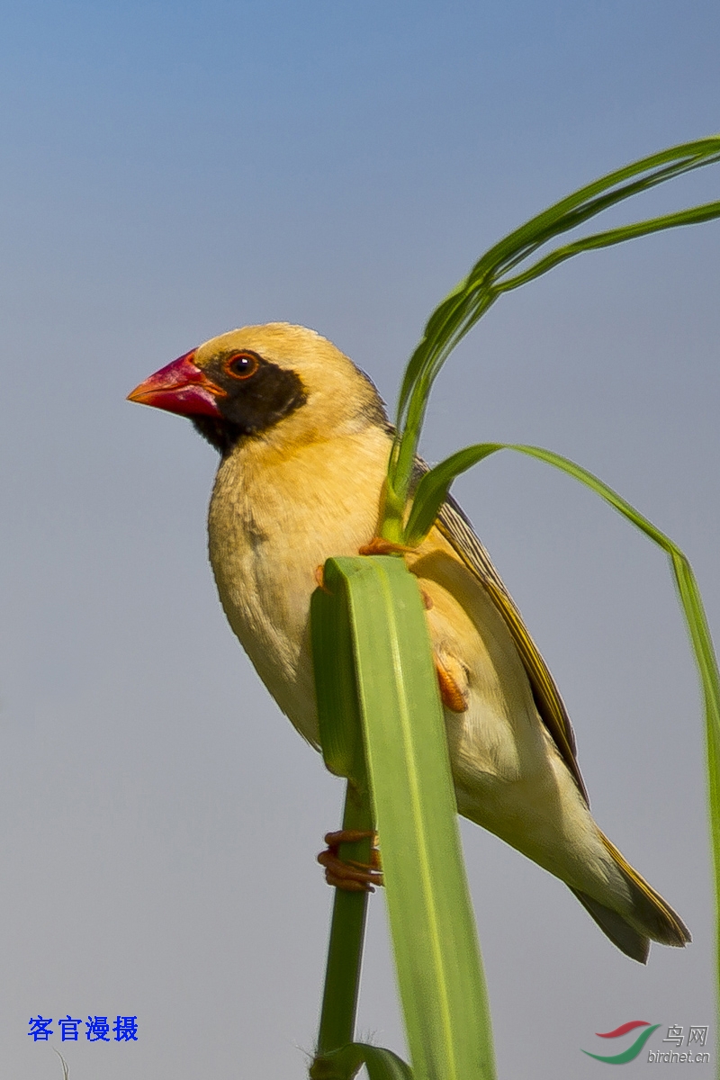 红嘴奎利亚雀 - 河北版 hebei 鸟网