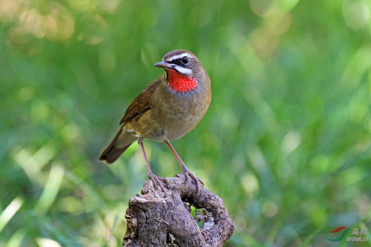 红颏来祝福祝福湖北版版主和鸟友老师们新年大吉万事如意