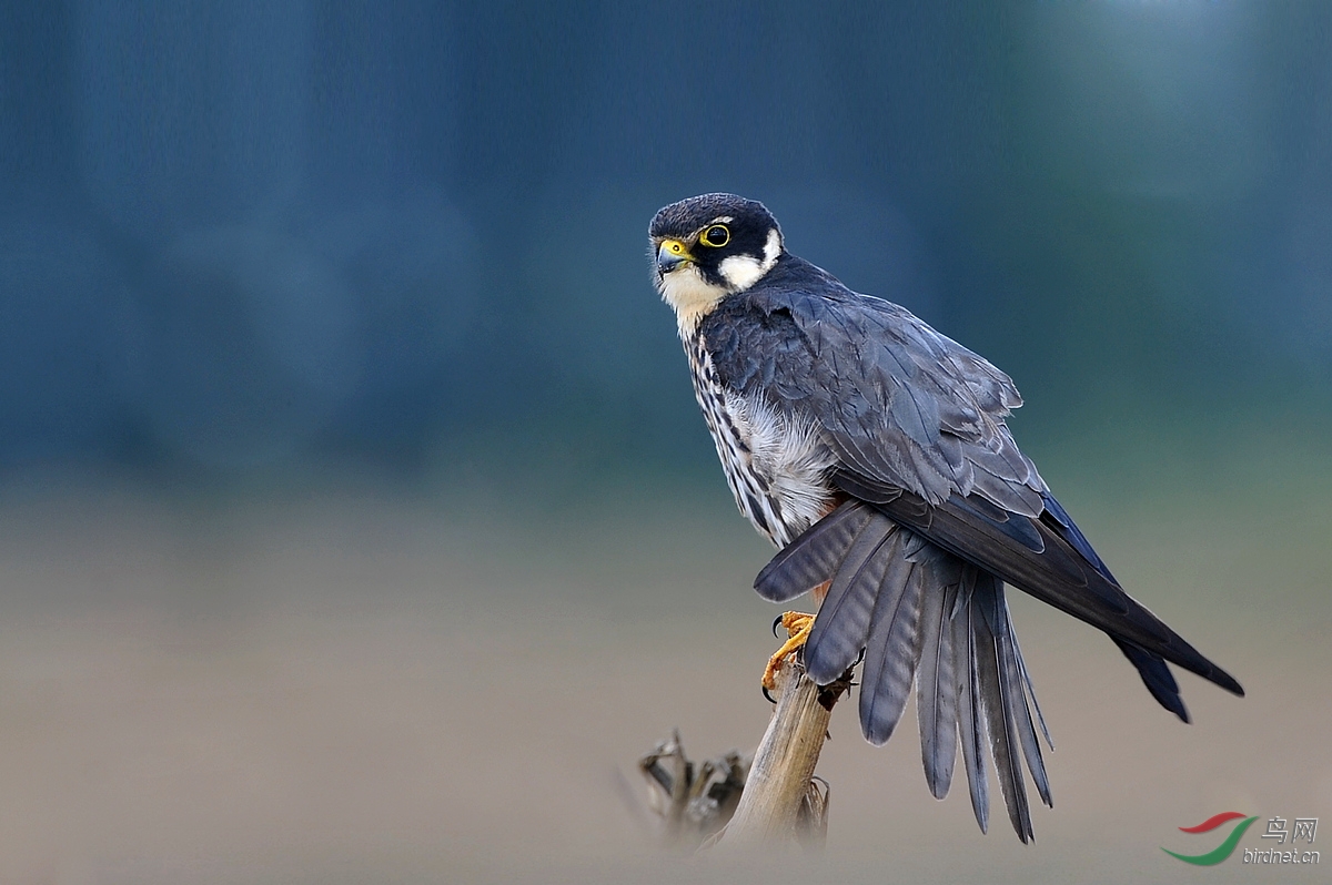 燕隼猛禽的温柔贺第1幅获鸟网首页精华图片
