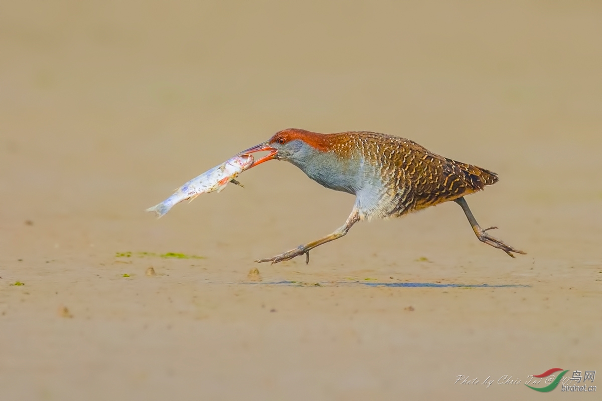 灰胸秧鸡秧鸡的轻功表演
