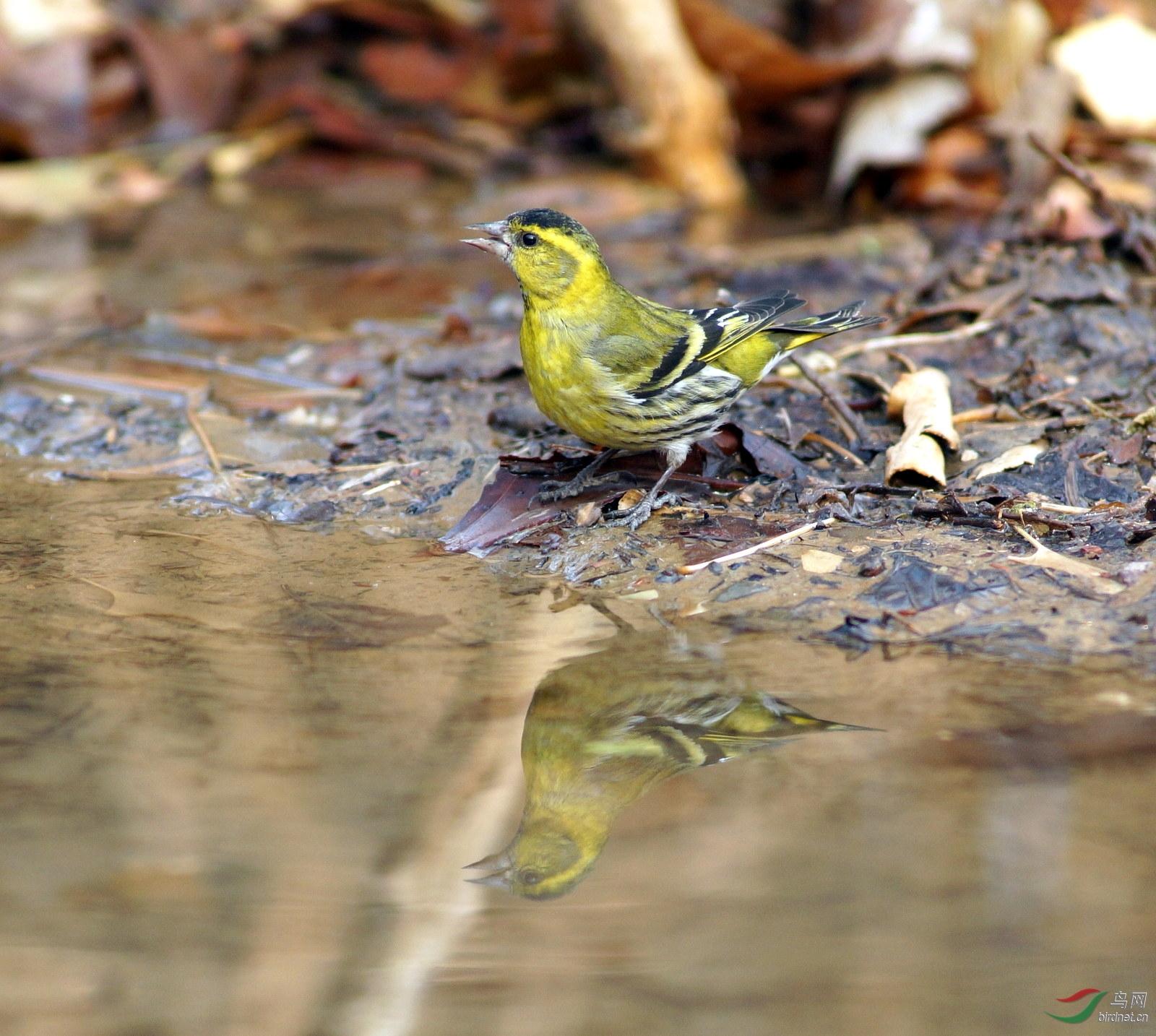 螳螂捕蝉 黄雀饮水