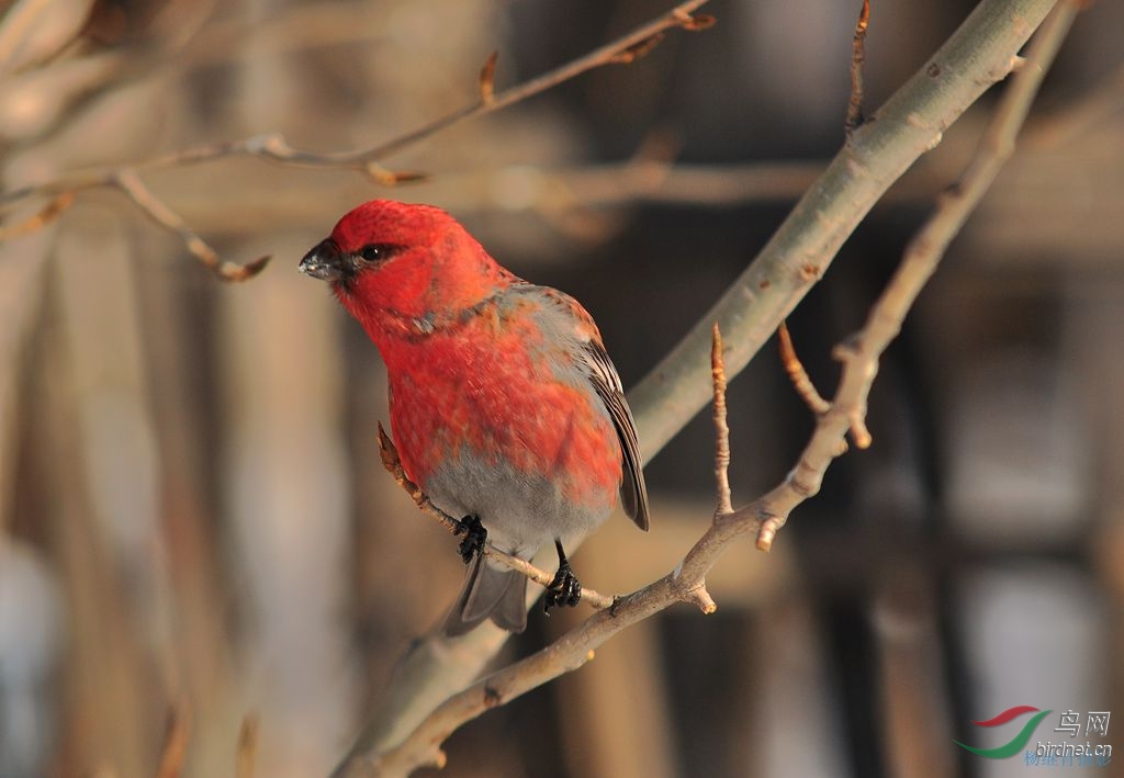 红红火火迎新年