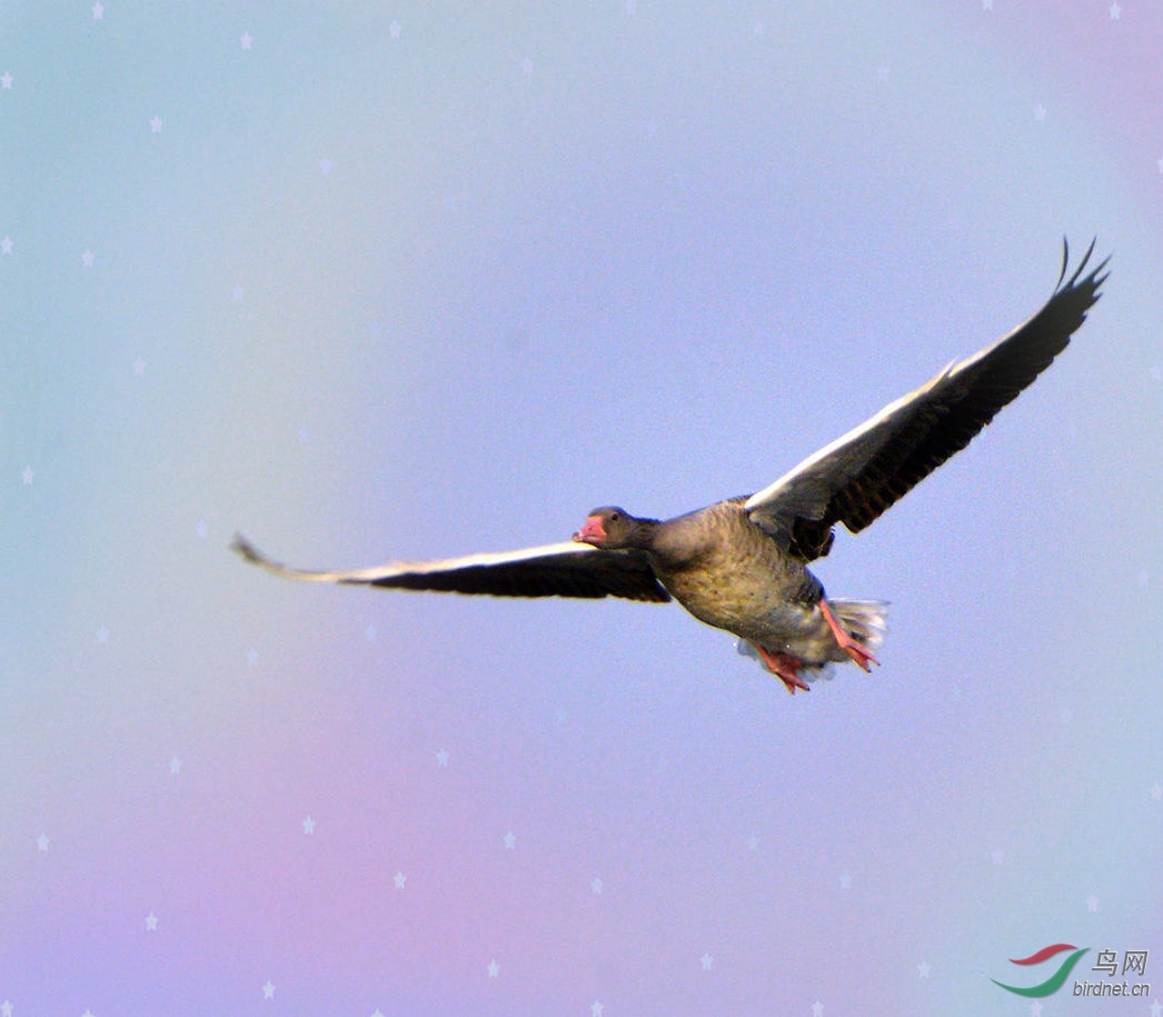 金马添双翼,灰雁展雄姿!