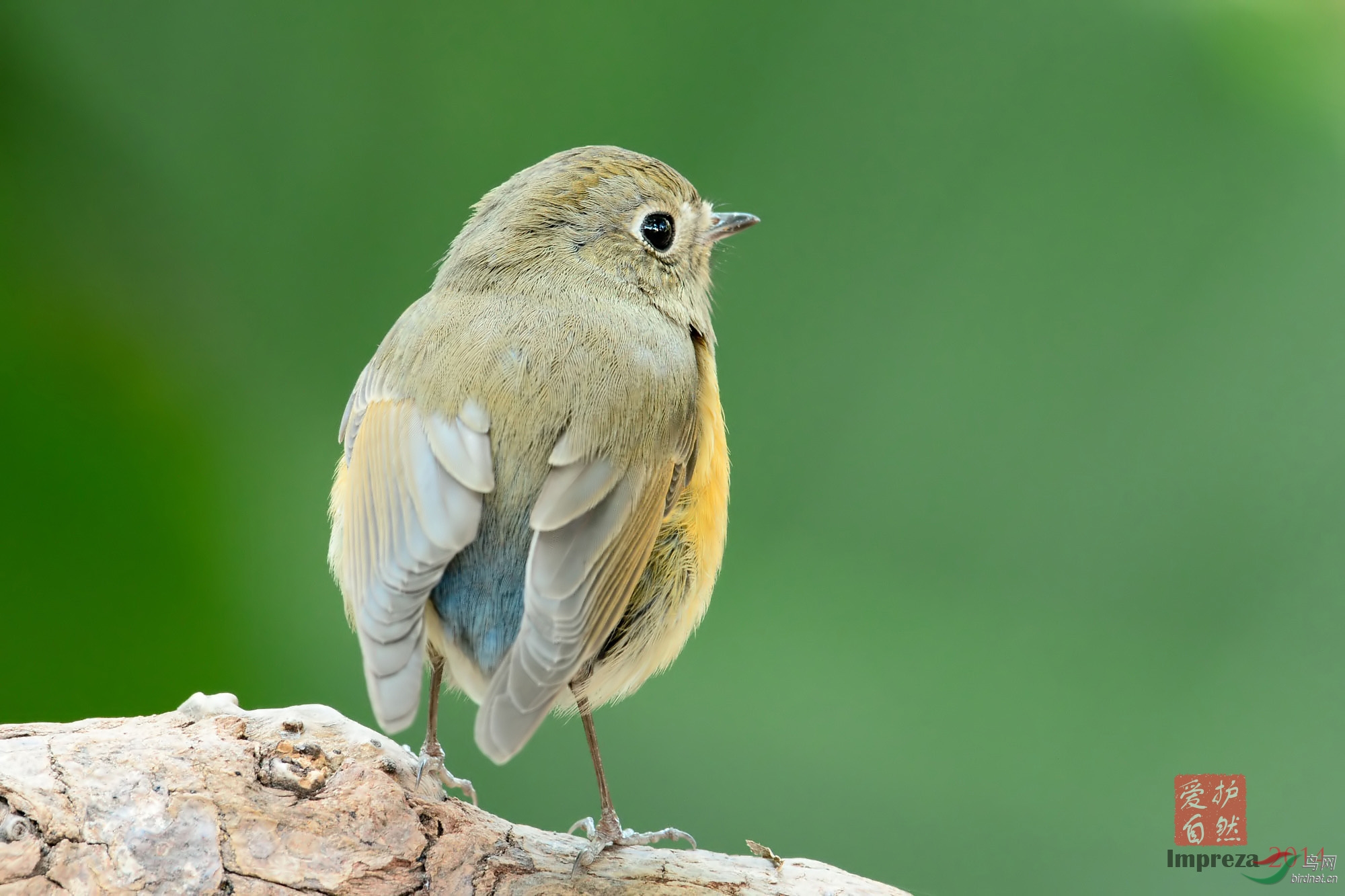 普鸟迎新年 - 广东版 guangdong 鸟网