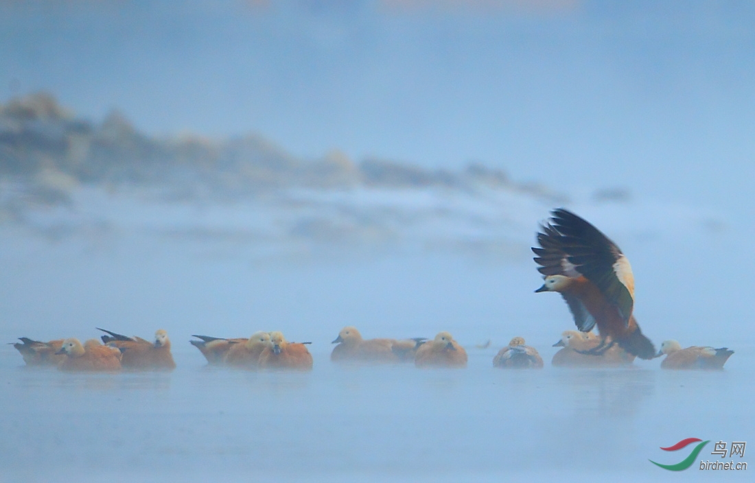 赤麻鸭 - 辽宁版 liaoning 鸟网