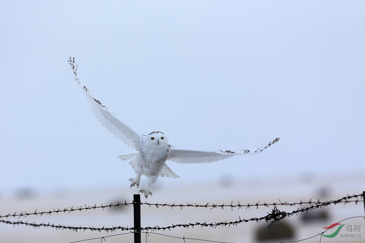 雪鸮2014草原上的雪鸮