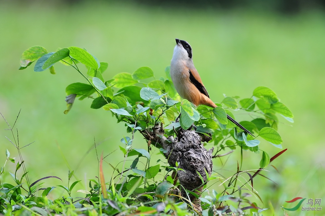 一盆"宫粉洋蹄甲" 香江春意浓