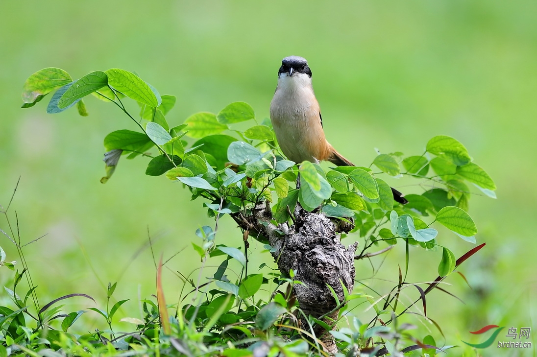 一盆"宫粉洋蹄甲" 香江春意浓