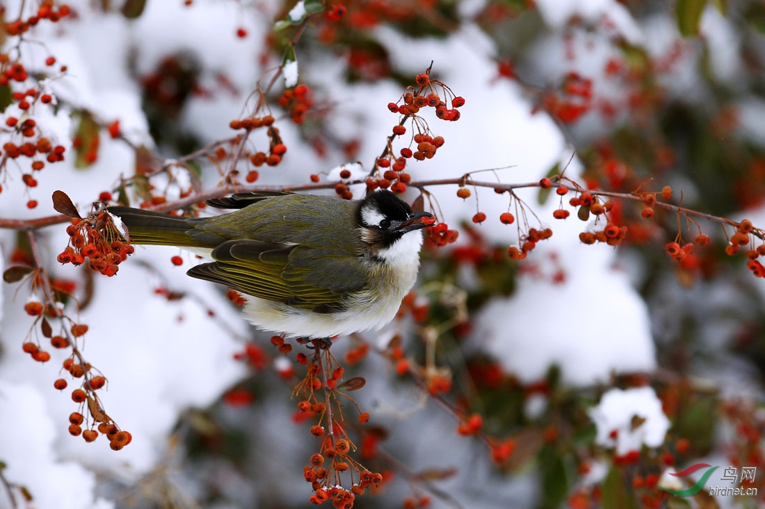 雪中红果