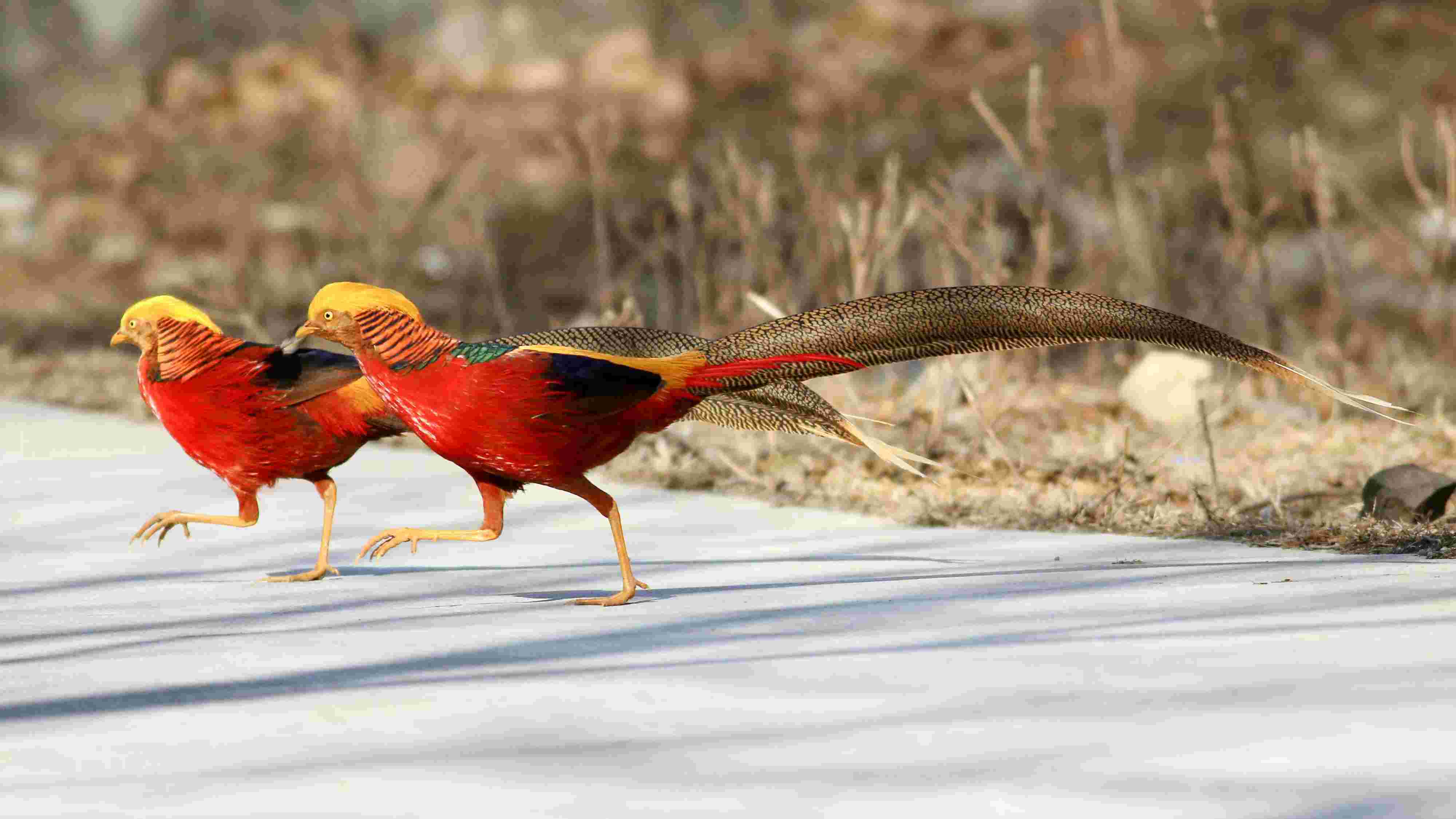 我的最爱——红腹锦鸡