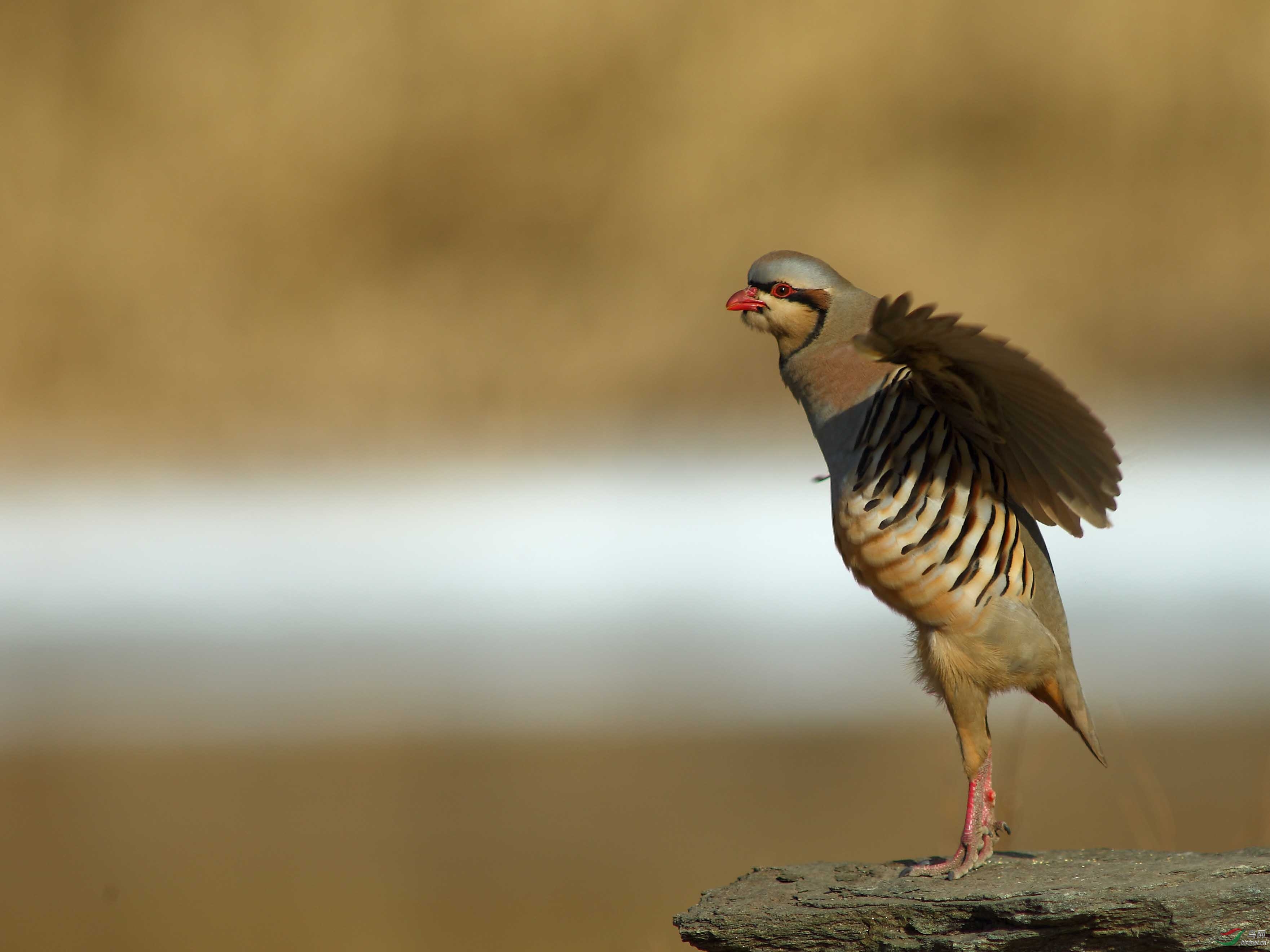 高傲的石鸡翩翩起舞