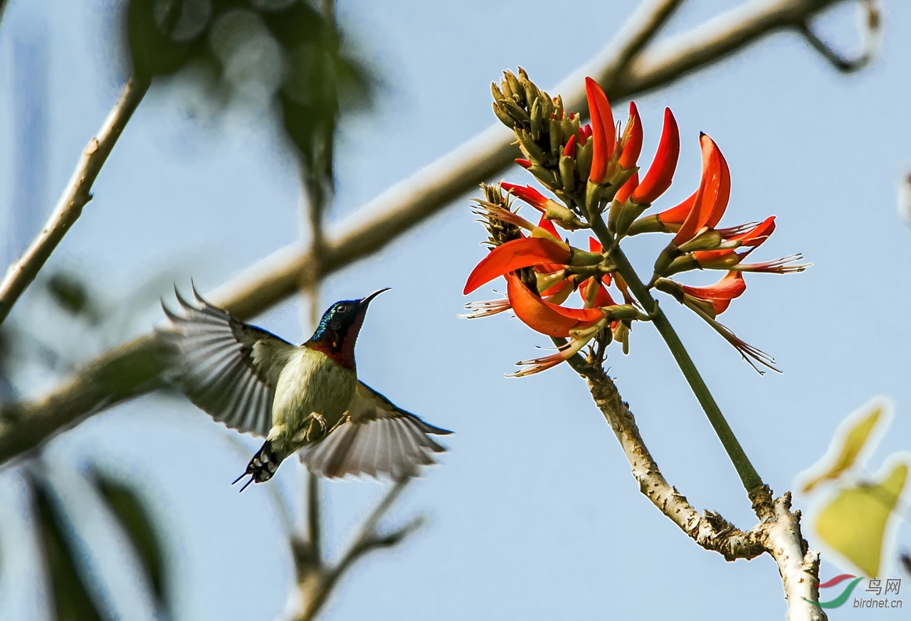 刺桐花太陽鳥