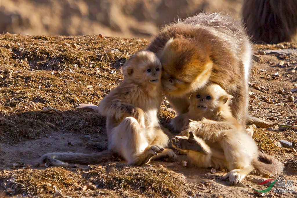 看这一家亲 - 野生动物版 鸟网