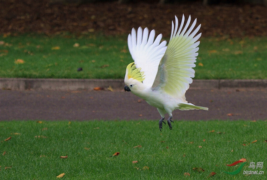 美丽的鹦鹉葵花凤头