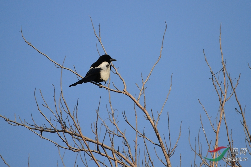 请教:短尾是否喜鹊