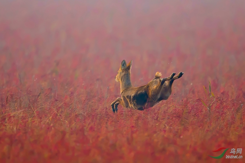 国家二级保护动物-----牙獐
