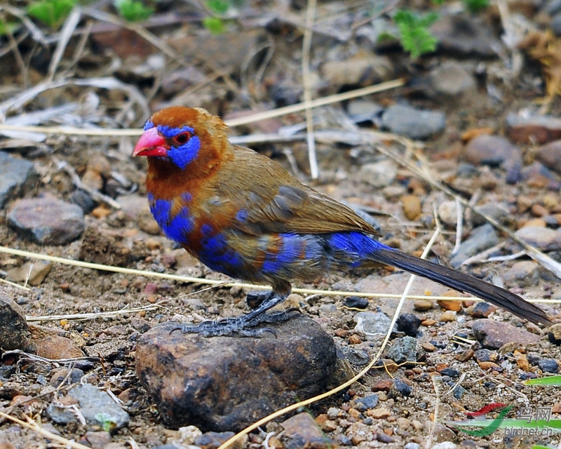 地面寻的非洲多彩小鸟紫蓝饰雀