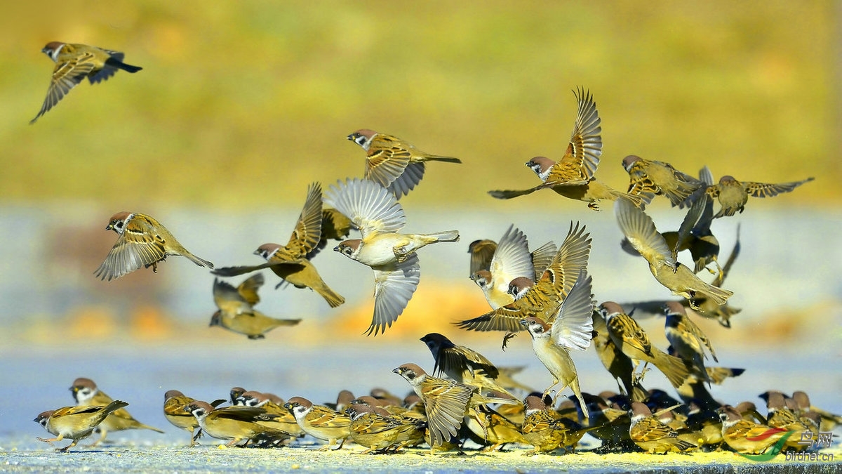 偷闲时抓拍了组一群麻雀的飞版