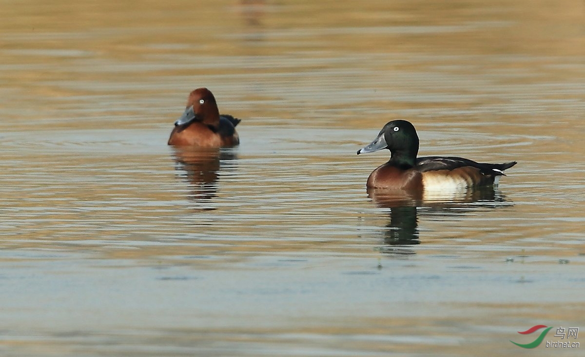 难得一见的青头潜鸭