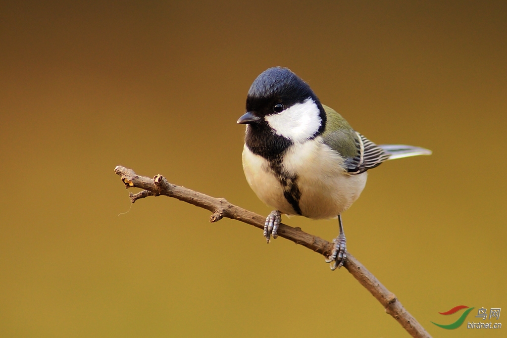 基地拍鸟大山雀