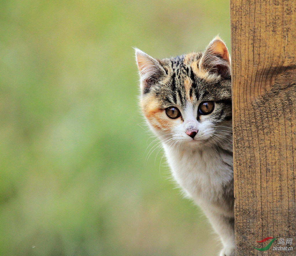 小可爱藏猫猫