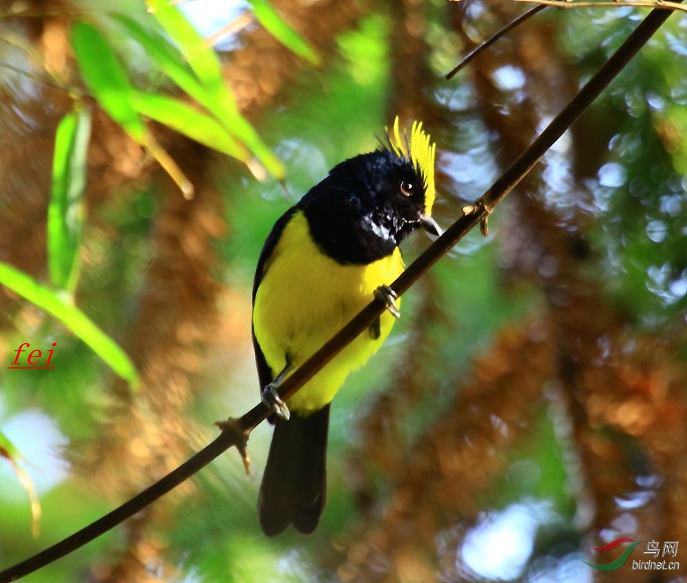 赞美大自然无穷无尽的造化,,,,!冕雀(gg,mm)! - 福建版 fujian 鸟网