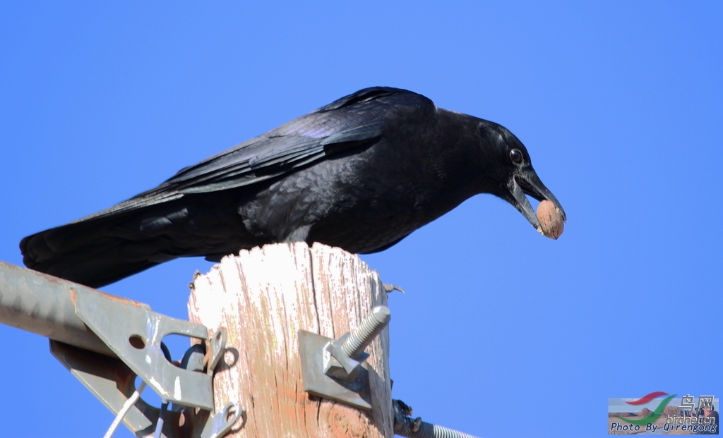 乌鸦吃核桃
