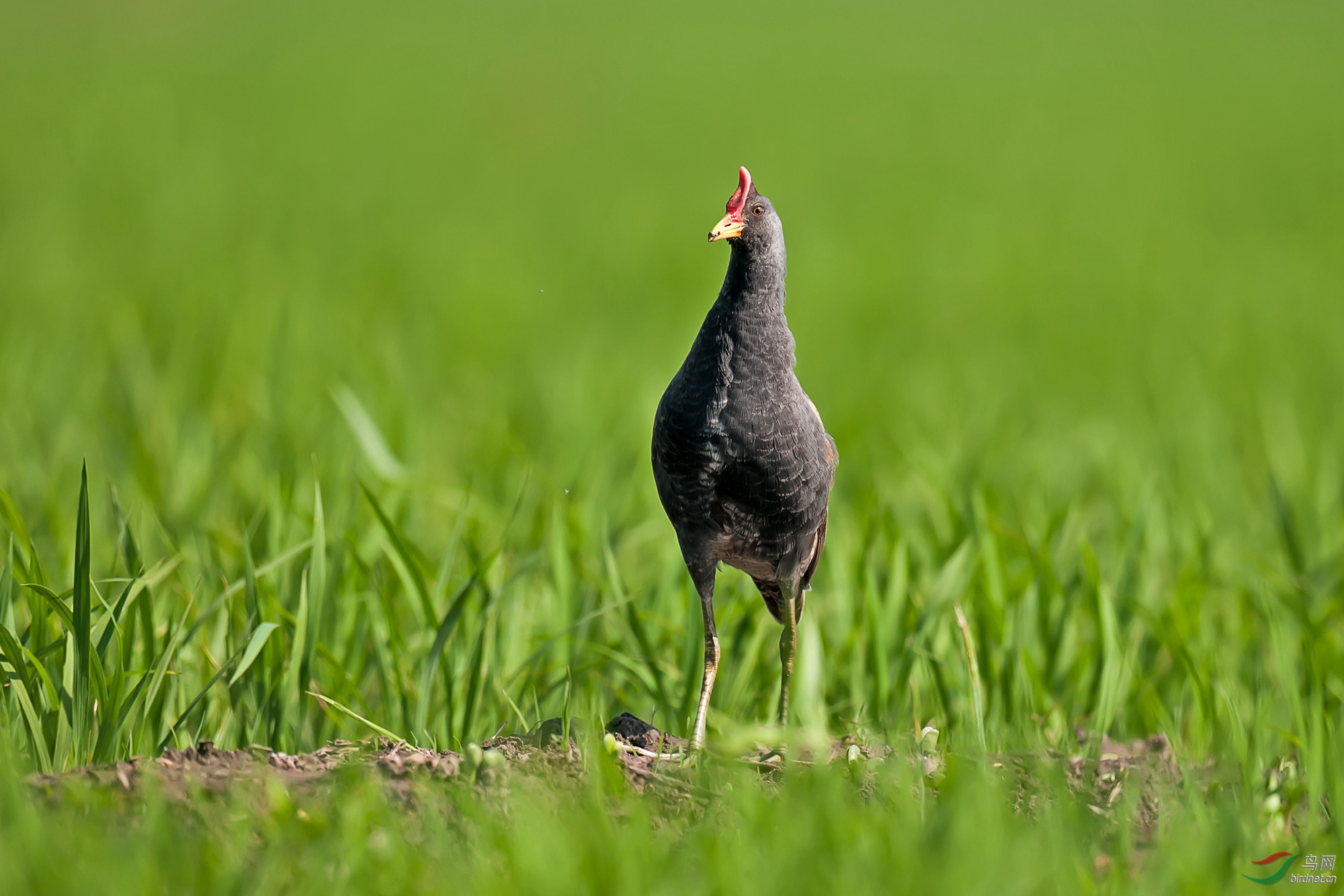 (董鸡)稻田董鸡