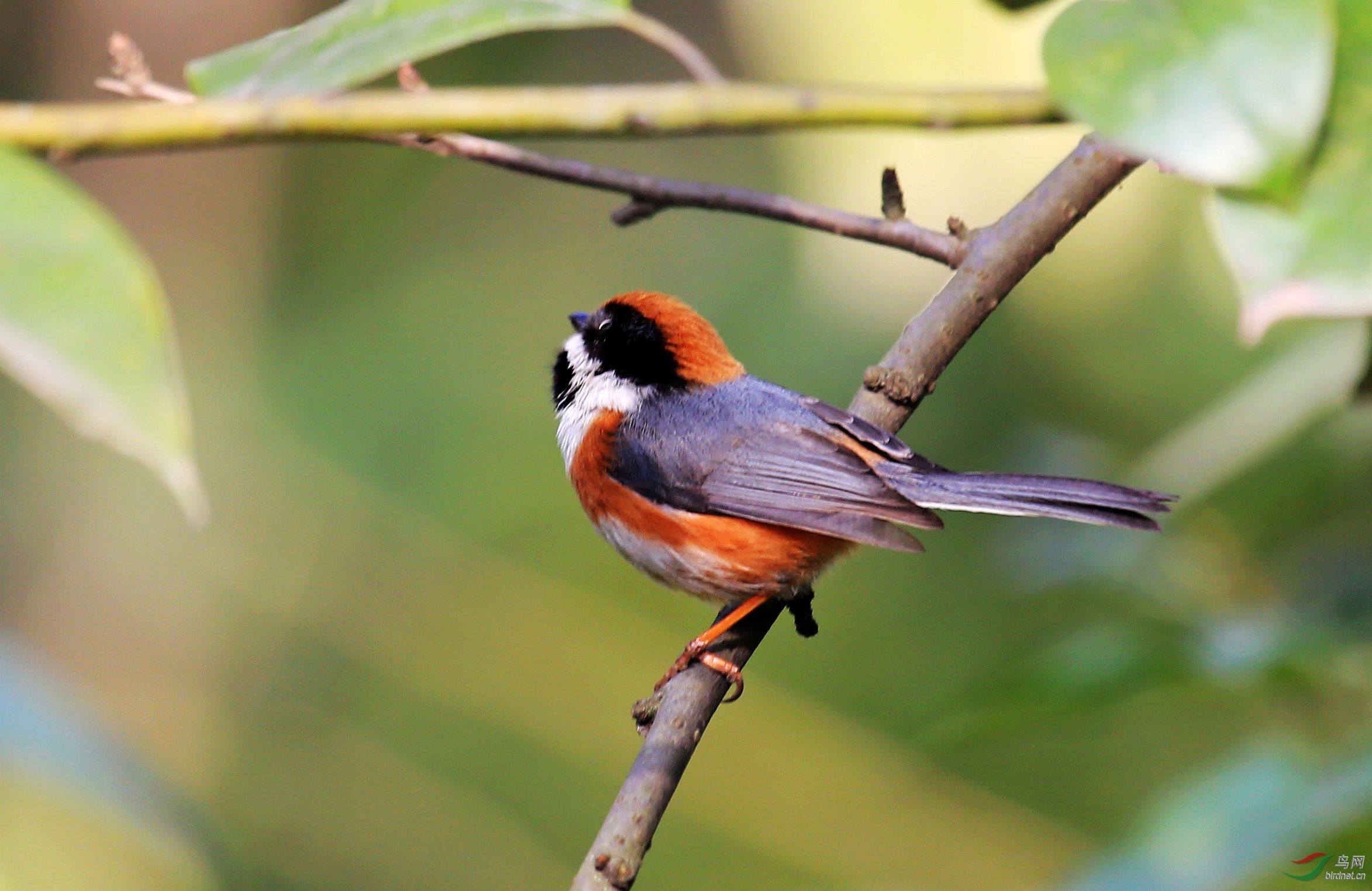 红头长尾山雀 - 林鸟版 forest birds 鸟网