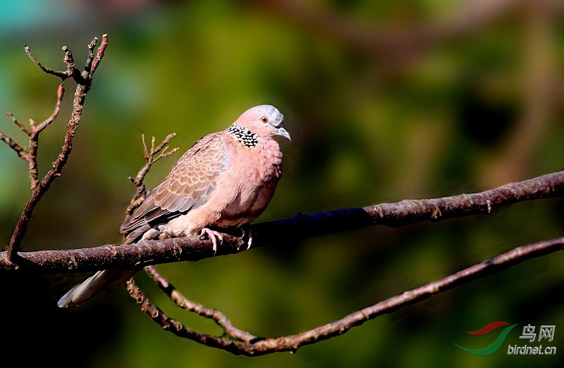 喜迎新春佳節上近期本地林鳥16種