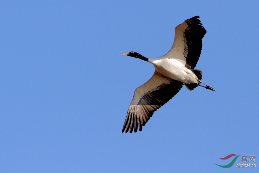 飞翔的黑颈鹤