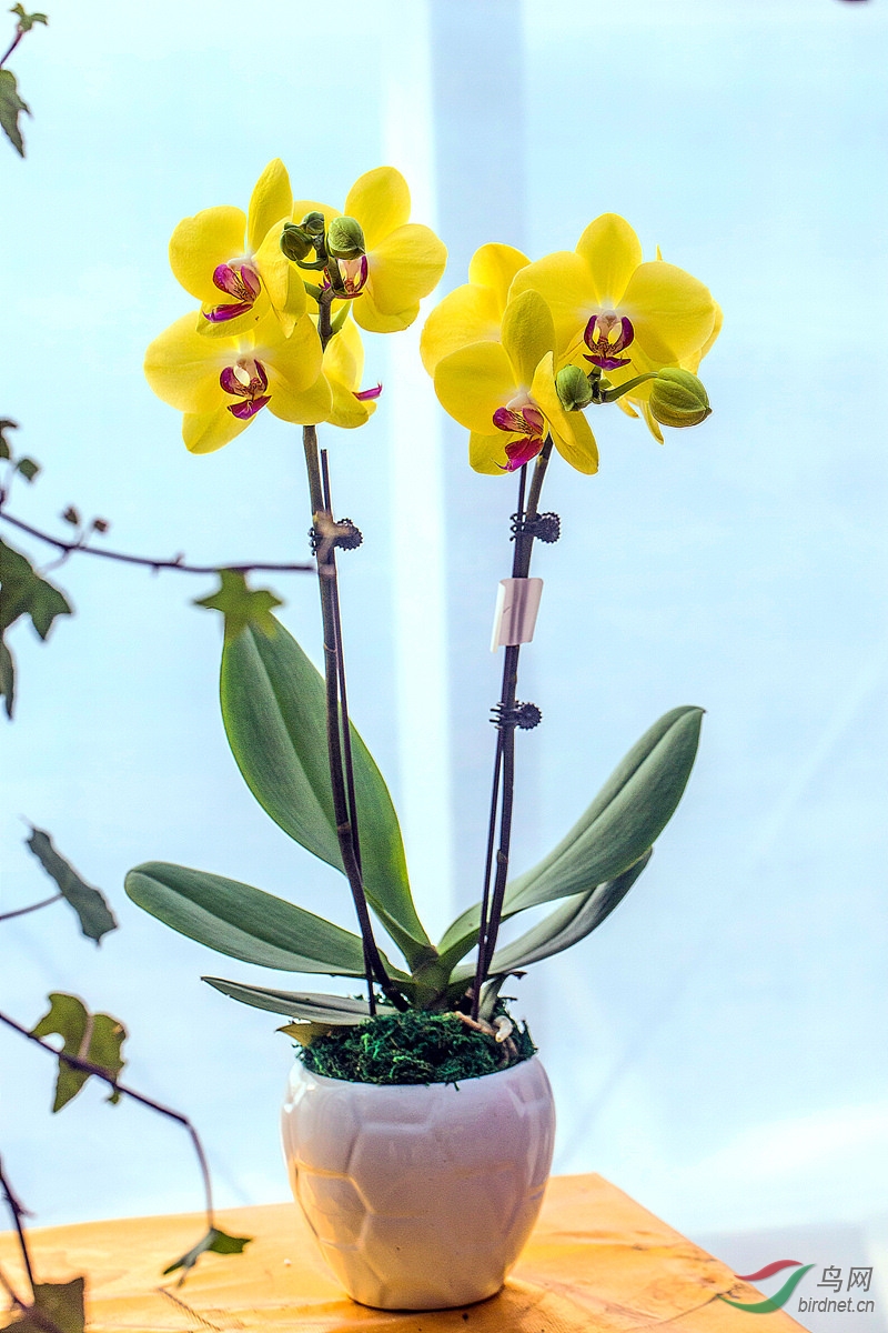 一组蝴蝶兰祝师友新春快乐万事如意