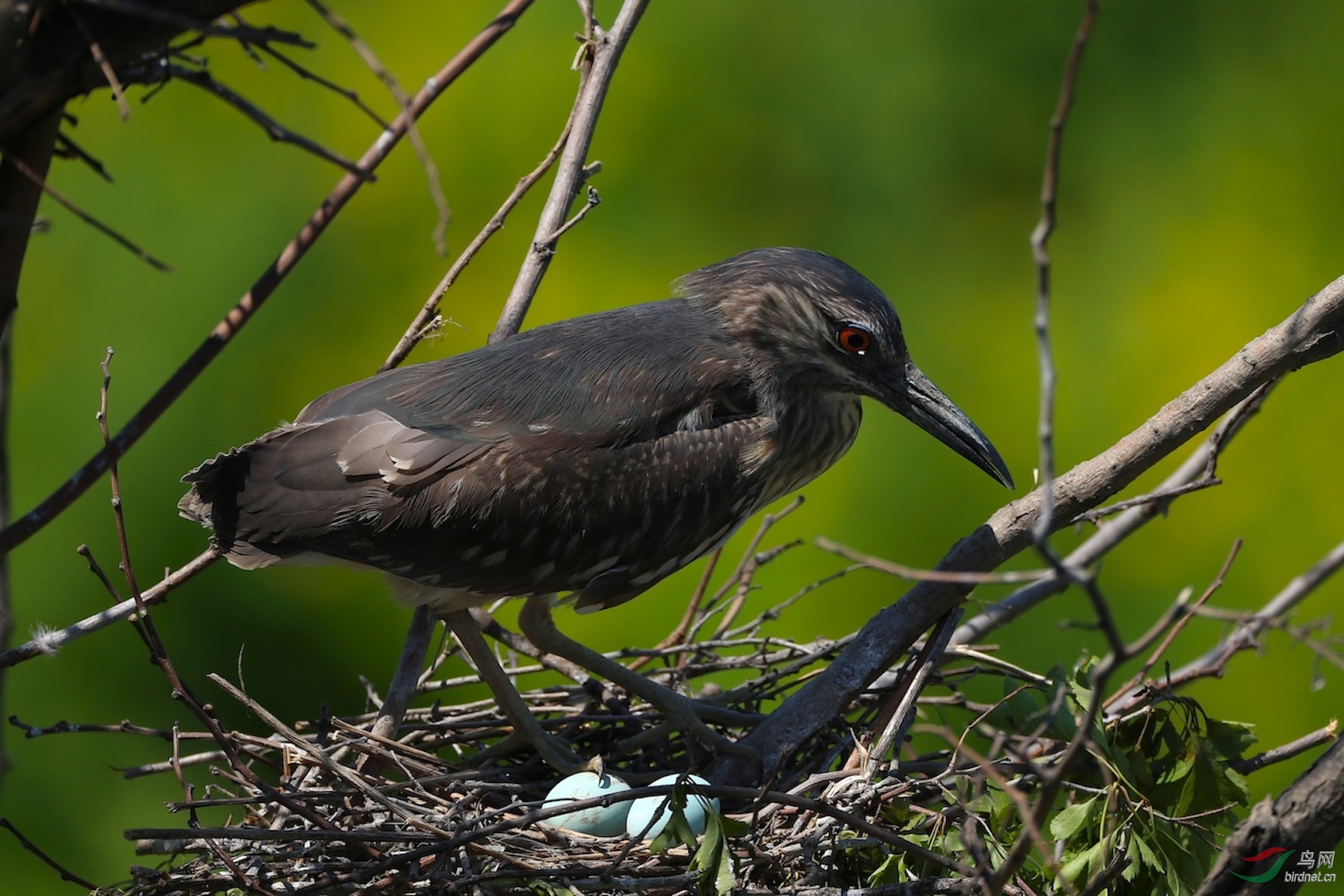孵化期的夜鹭