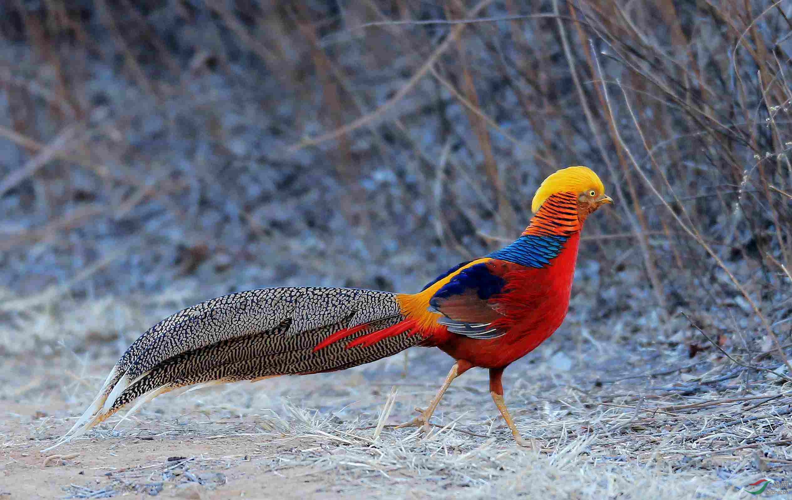 (红腹锦鸡)"锦鸡拜年"祝河北摄友新春快乐(贺:第1幅获鸟网首页精华图.