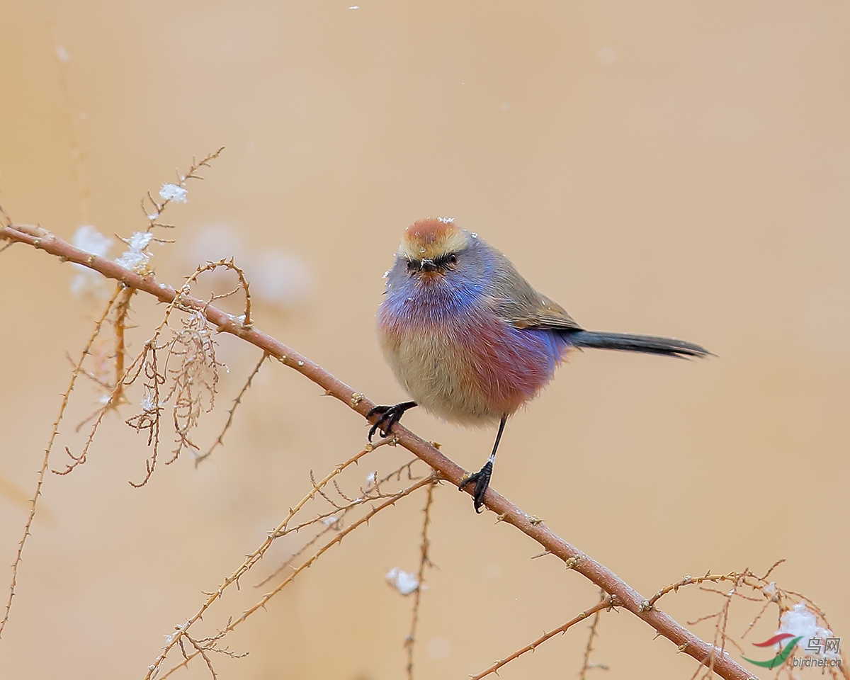 祝大家新春快乐花彩雀莺