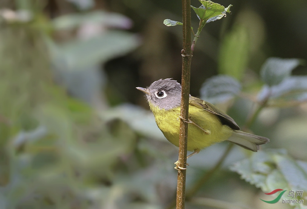 几处早莺争暖树鸟语给各位老师拜年了