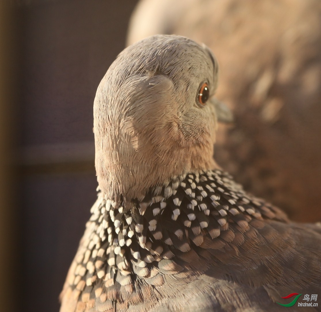 珠颈斑鸠脑袋上的毛刺是啥?