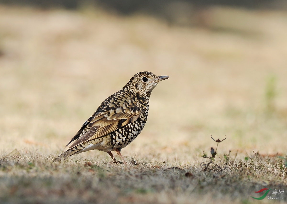 福建版 fujian 鸟网