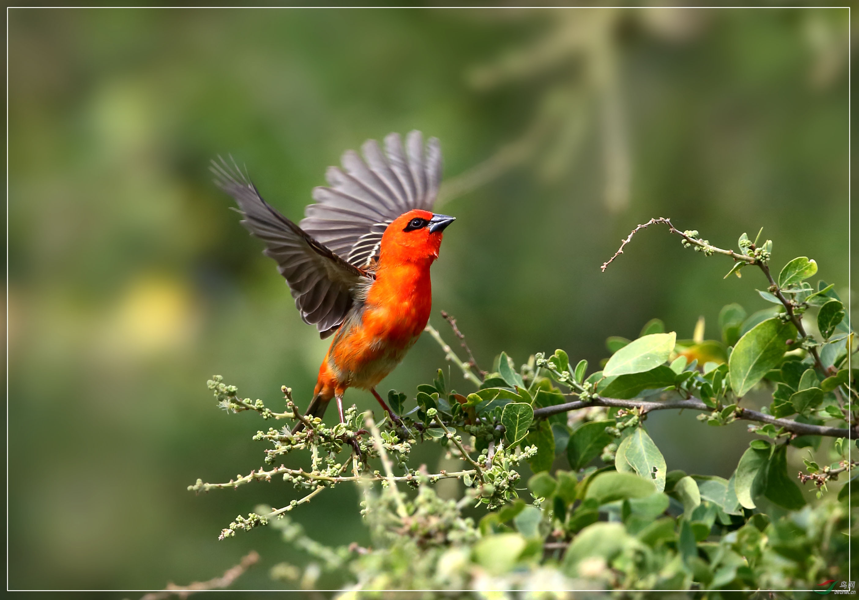 (红艳织雀)红鸟送福贺新春