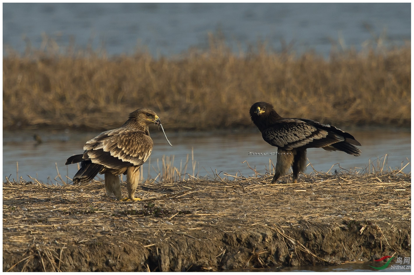 白肩雕和乌雕白肩雕乌雕两兄弟